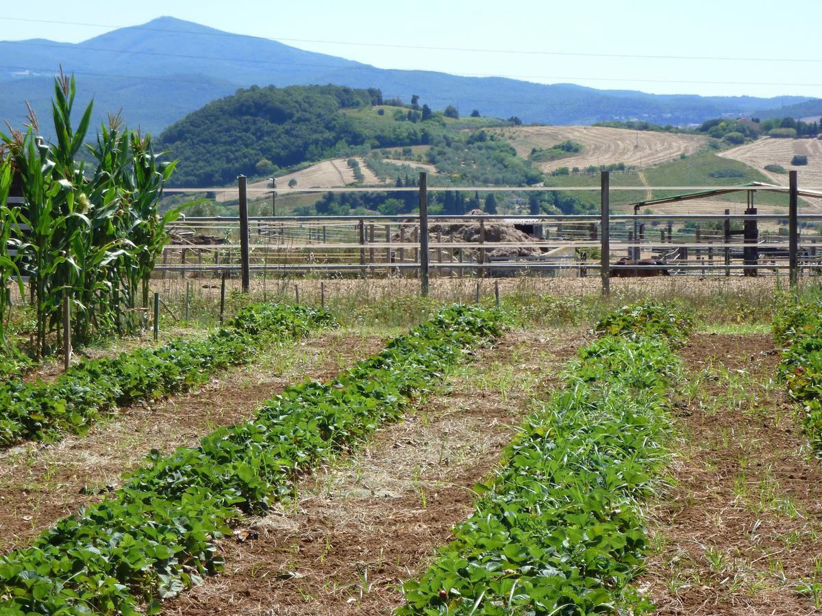 Agriturismo San Marco Hotel Rosignano Marittimo Kültér fotó