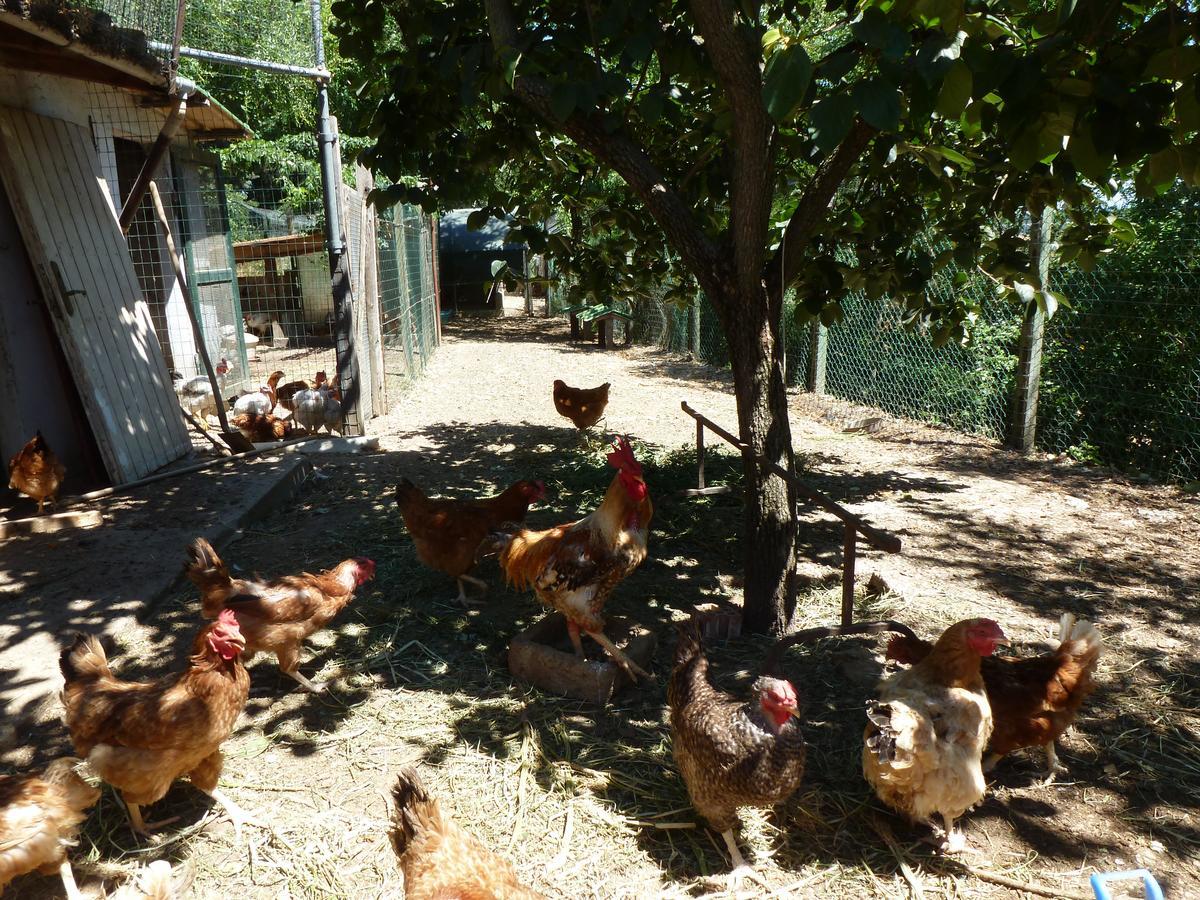 Agriturismo San Marco Hotel Rosignano Marittimo Kültér fotó
